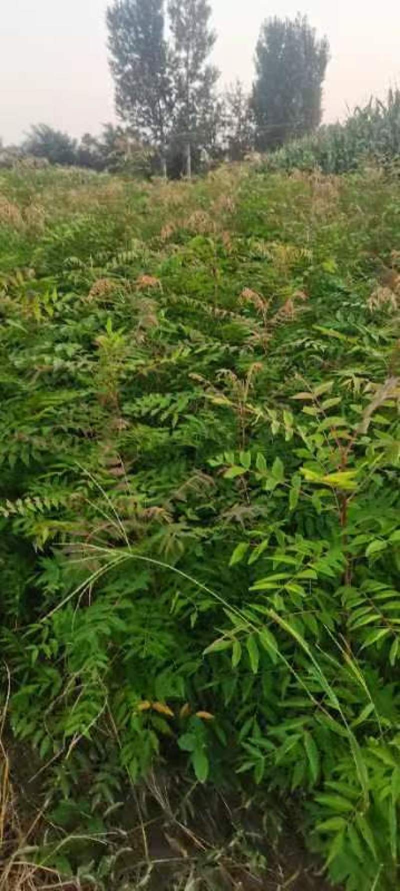 河南省周口市太康县万亩广友园林专业种植合作