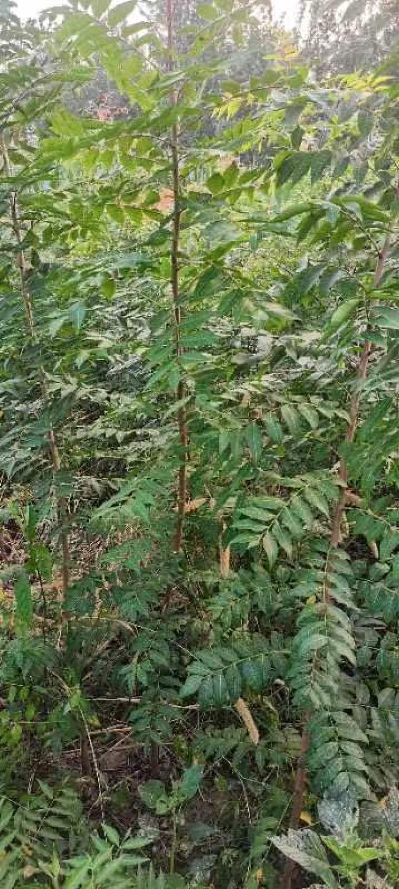 河南省周口市太康县万亩广友园林专业种植合作