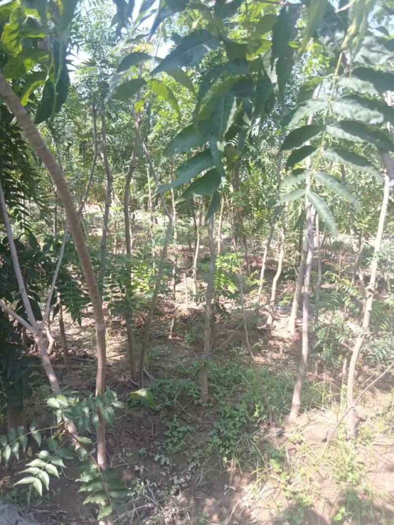豫周口市太康县广友园林黄连木专业种植合作社