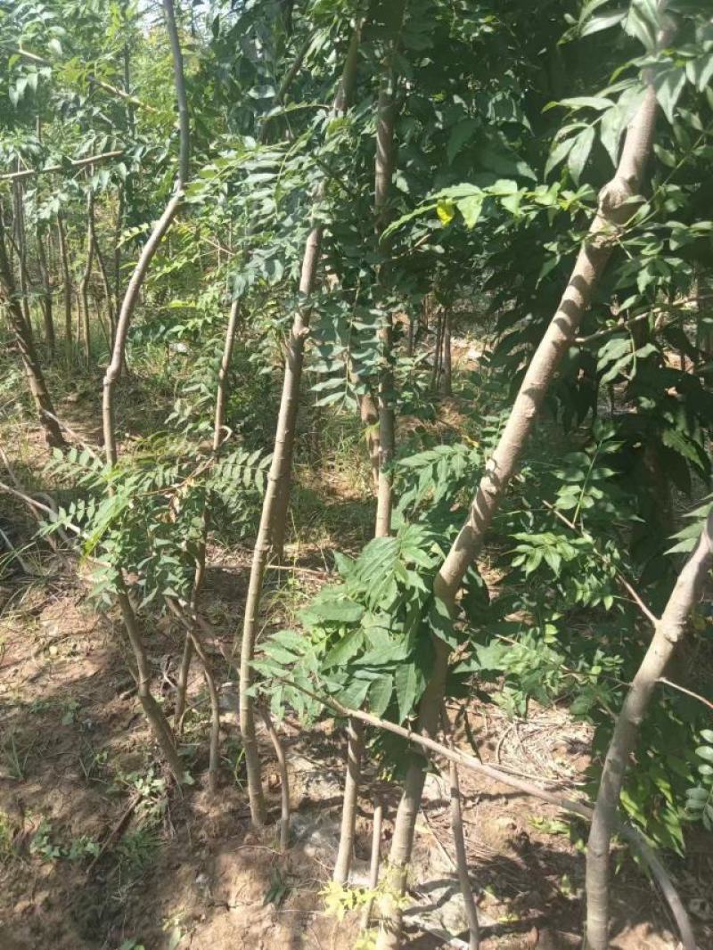 豫周口市太康县广友园林黄连木专业种植合作社