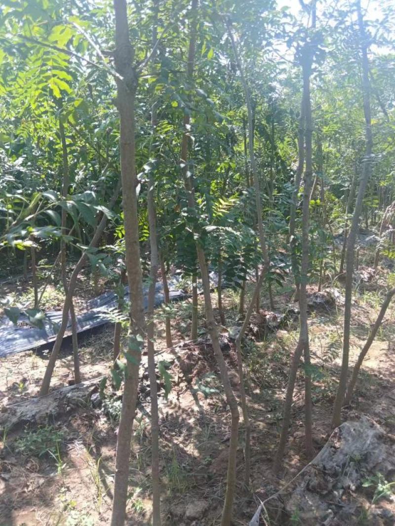 豫周口市太康县广友园林黄连木专业种植合作社