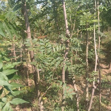 豫周口市太康县广友园林黄连木专业种植合作社