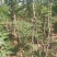豫周口市太康县广友园林黄连木专业种植合作社