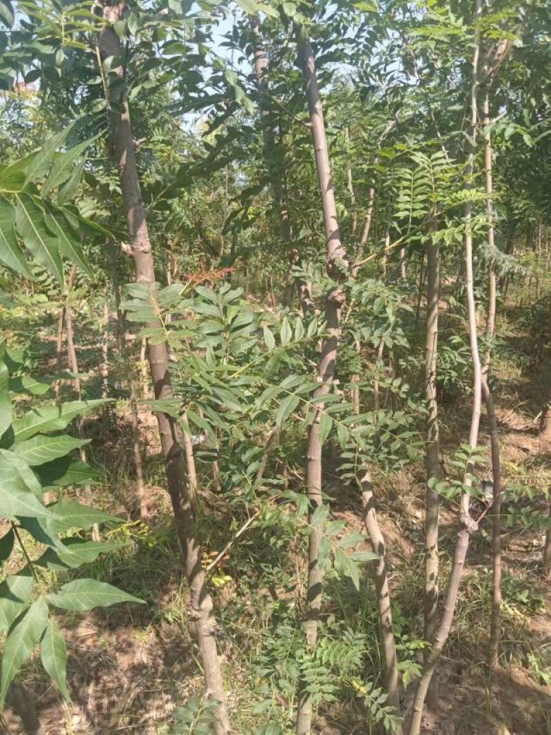 豫周口市太康县广友园林黄连木专业种植合作社