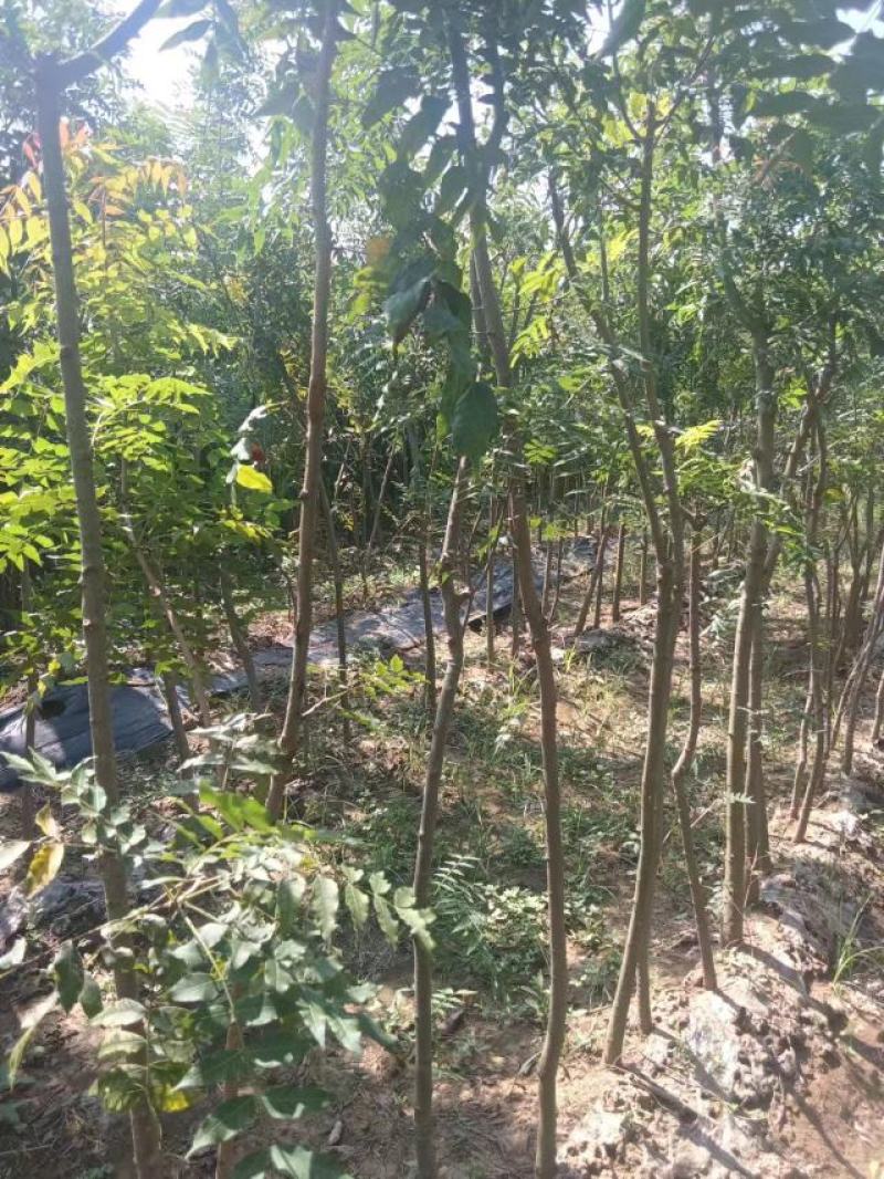 豫周口市太康县广友园林黄连木专业种植合作社