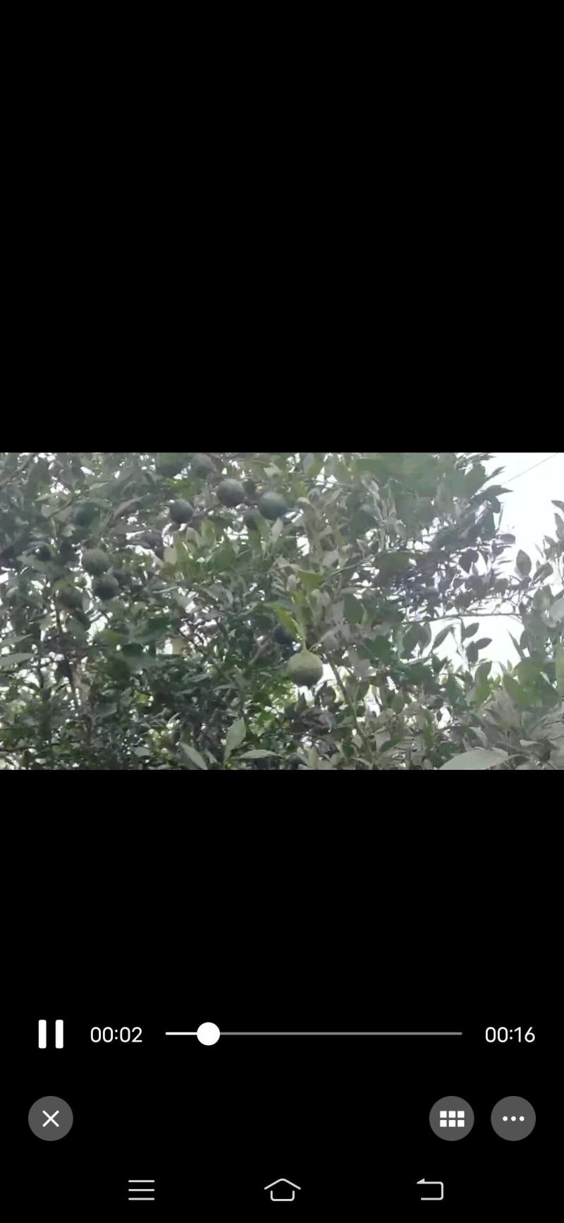 香橙果预售