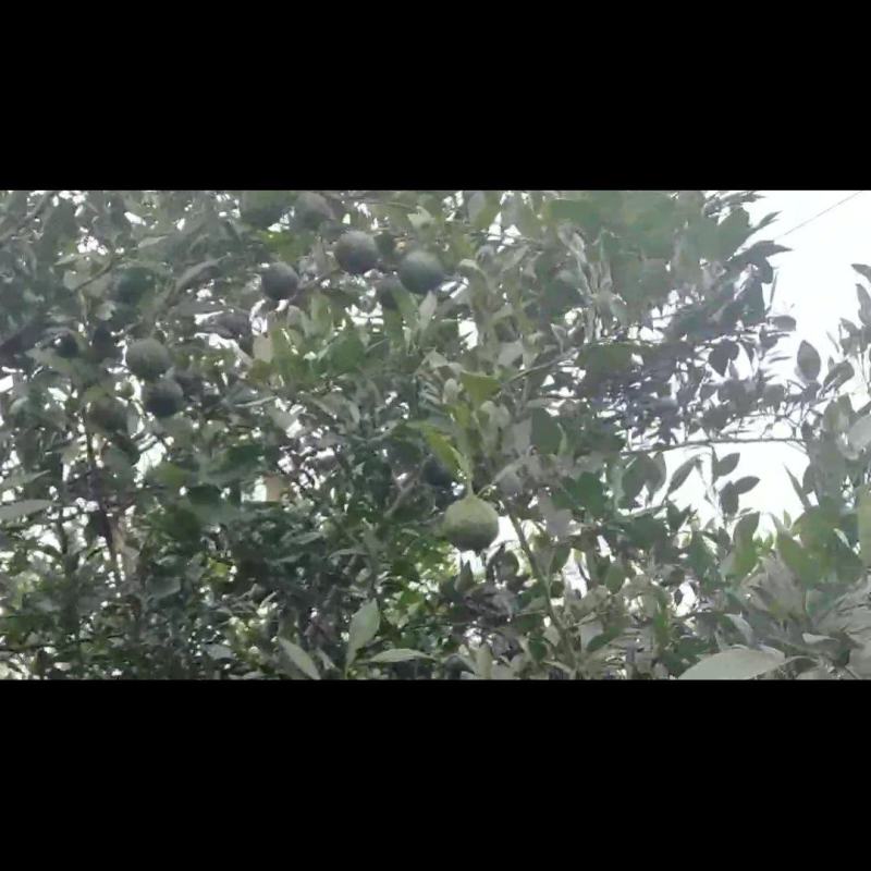 香橙果预售