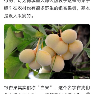 白果