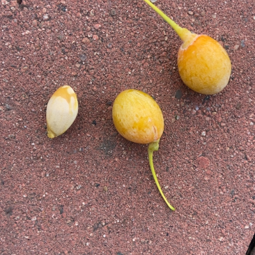 银杏果