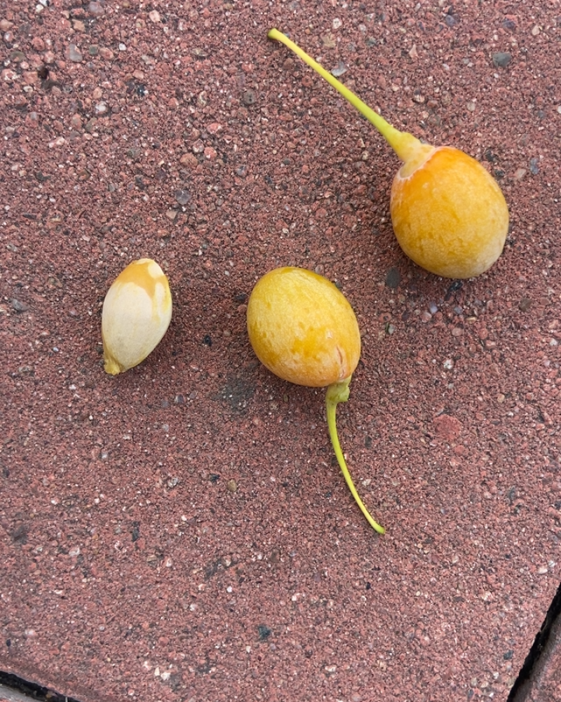 银杏果