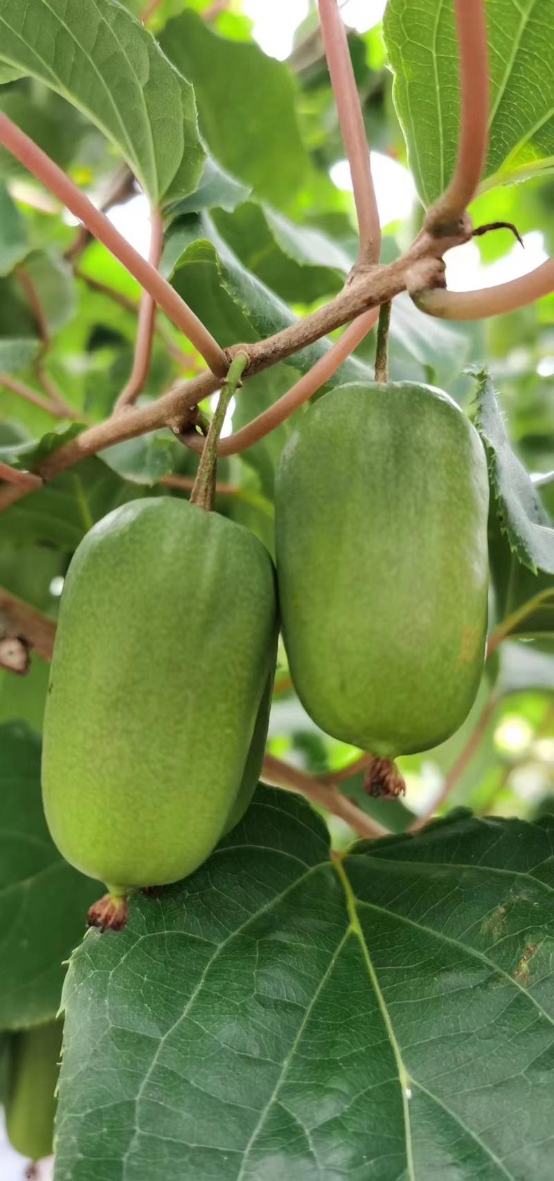 丹东软枣子猕猴桃奇异莓产地直发