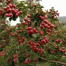 甜红子山楂大量上市，质优价廉，欢迎咨询采购，量大从优