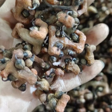 拐枣，鸡爪梨，万寿果