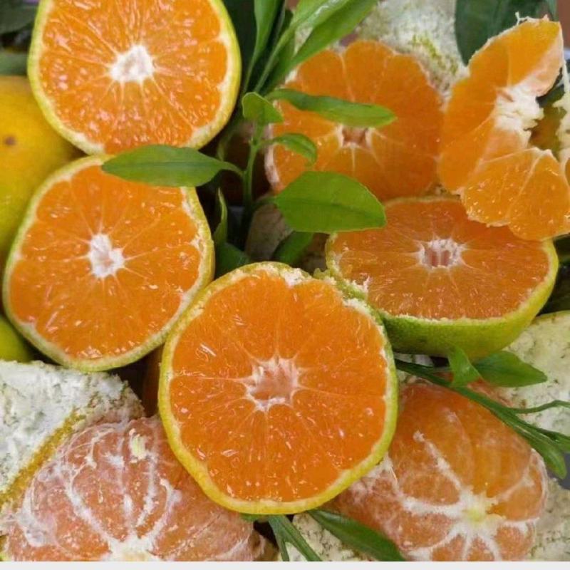【牛商优选】湖北蜜橘皮薄多汁承接各大平台量大从优