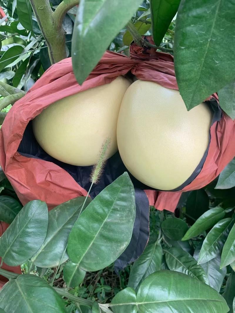 四川套袋三红柚大量新鲜上市，产地以后货源对接全国批发