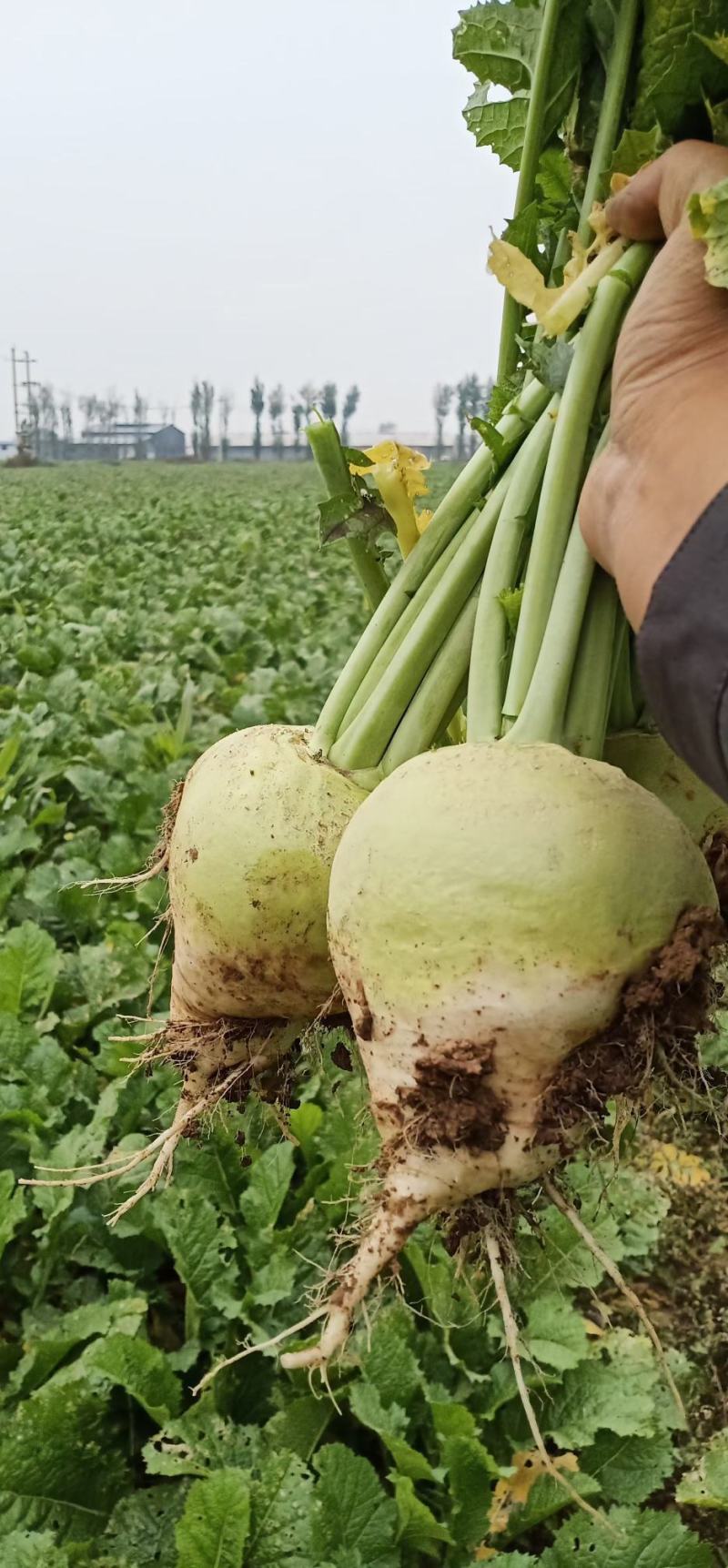 芥菜头，5两以上，产地直发加工厂，商超，电商