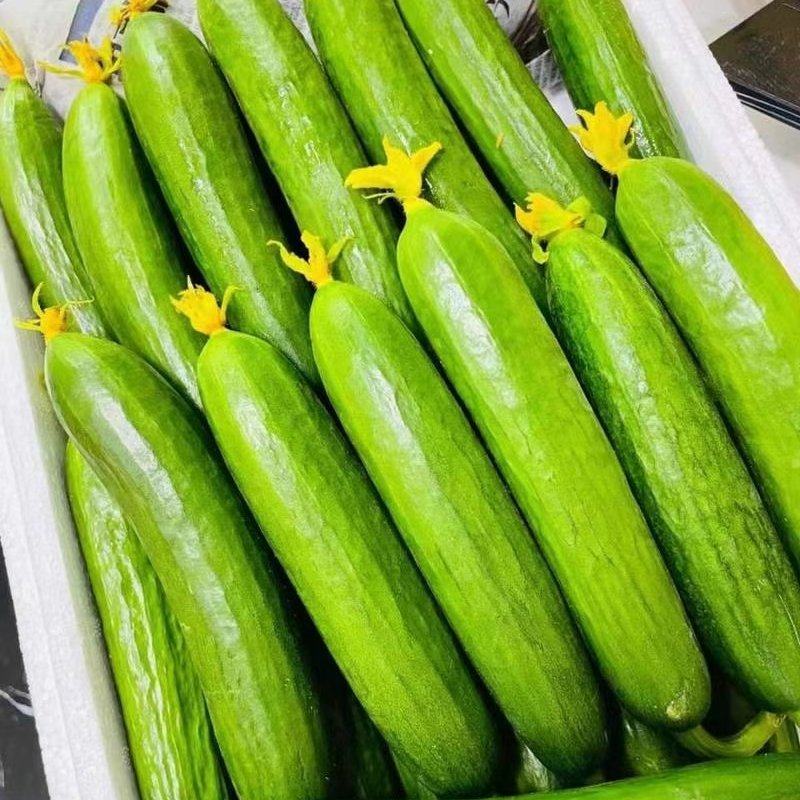 河南商丘自己种植新鲜水果黄瓜顶花带刺现摘现发提供各种包装好货