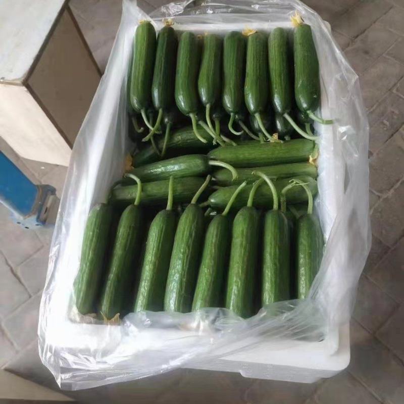 河南商丘自己种植新鲜水果黄瓜顶花带刺现摘现发提供各种包装好货