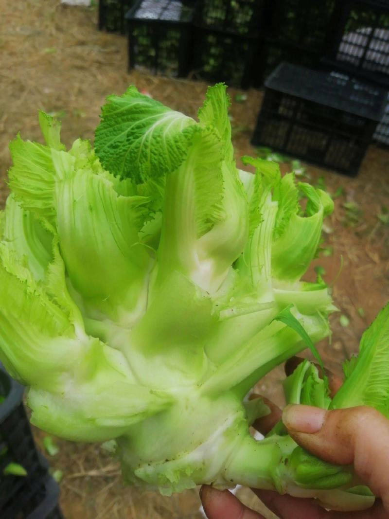 儿菜安徽儿菜娃娃头菜代收代发代加工全国发货