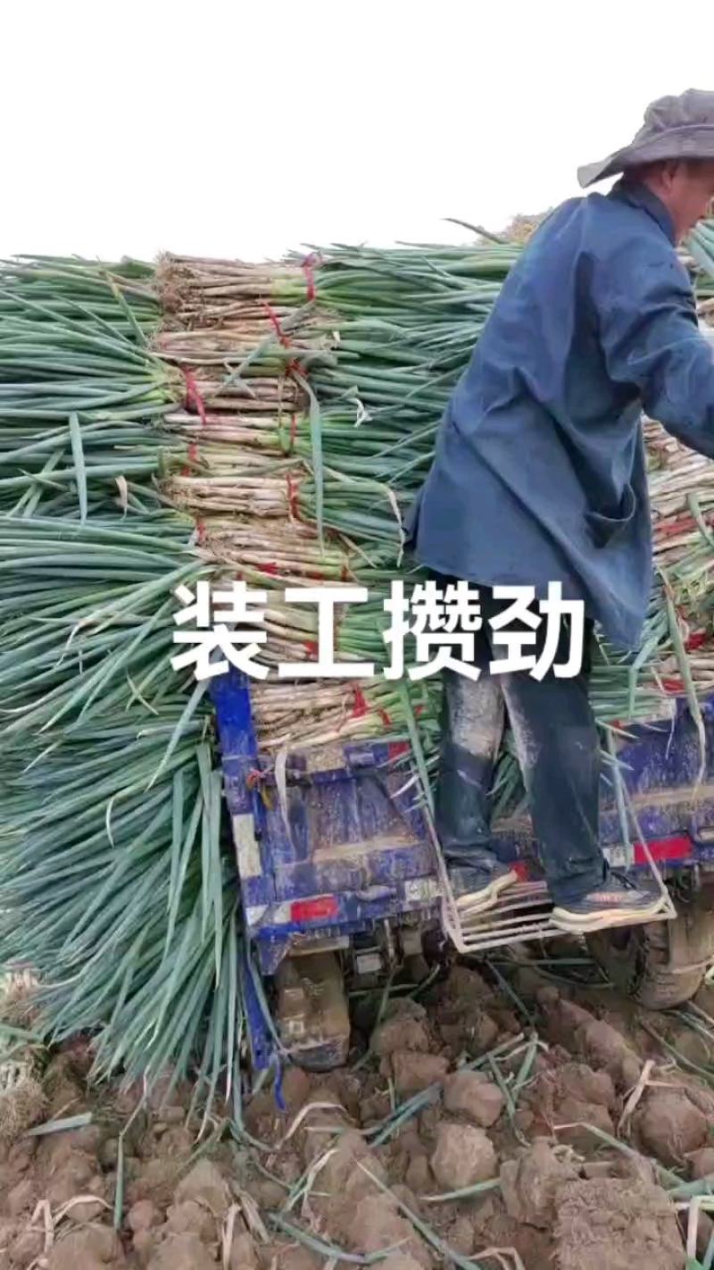 甘肃精品钢葱产地发货白杆长度40-50公分