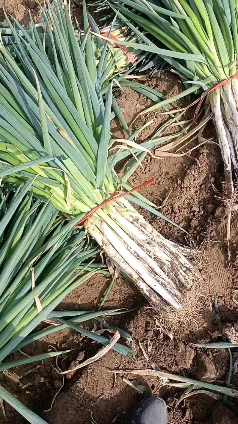 甘肃精品钢葱产地发货白杆长度40-50公分