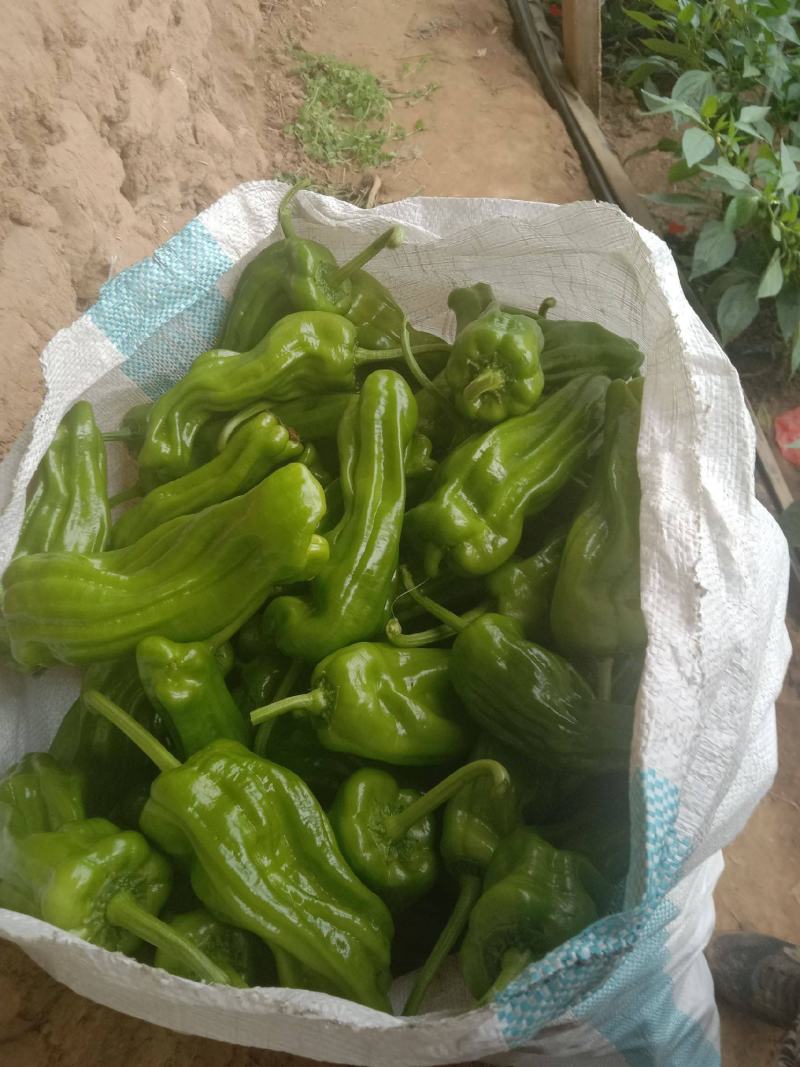 薄皮辣椒安徽鲜辣椒薄皮泡椒货源充足代收代发
