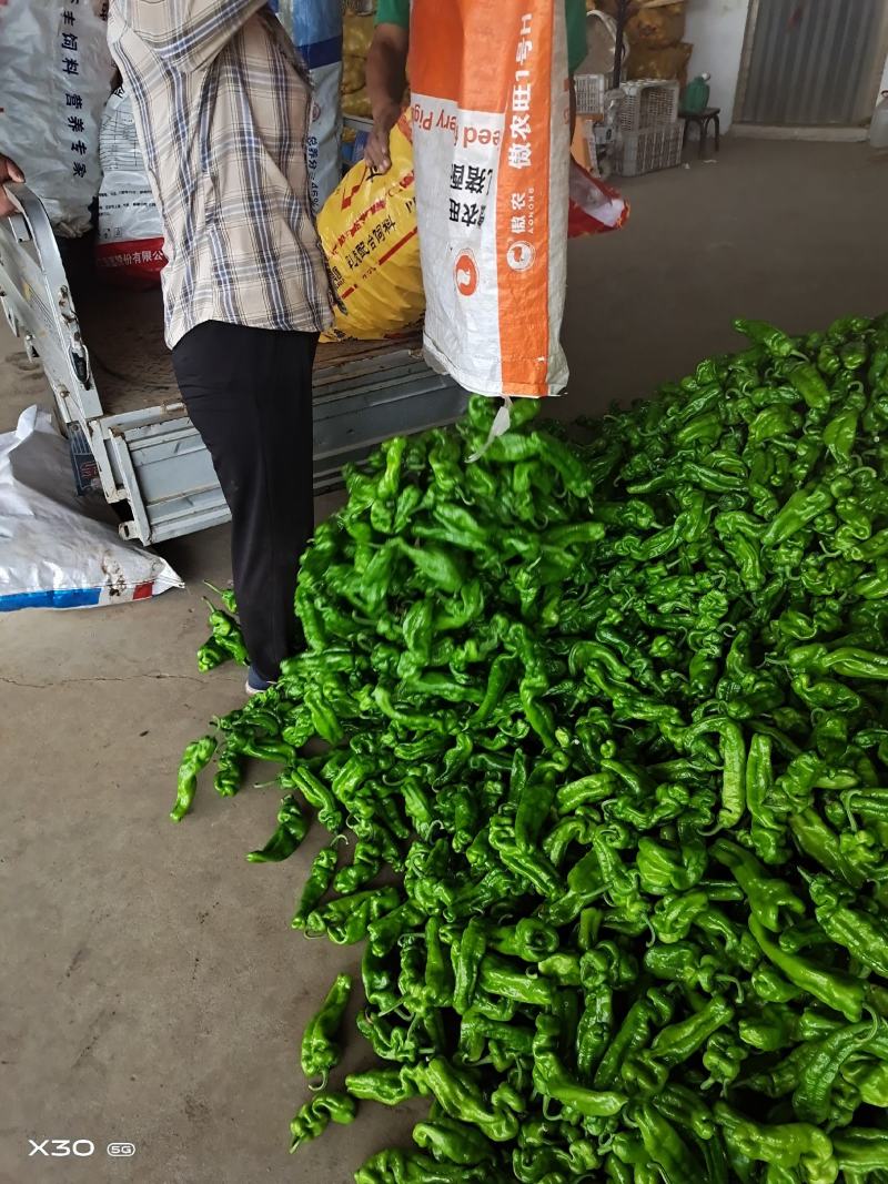 山东省枣庄市峄城区辣椒大量上市了！