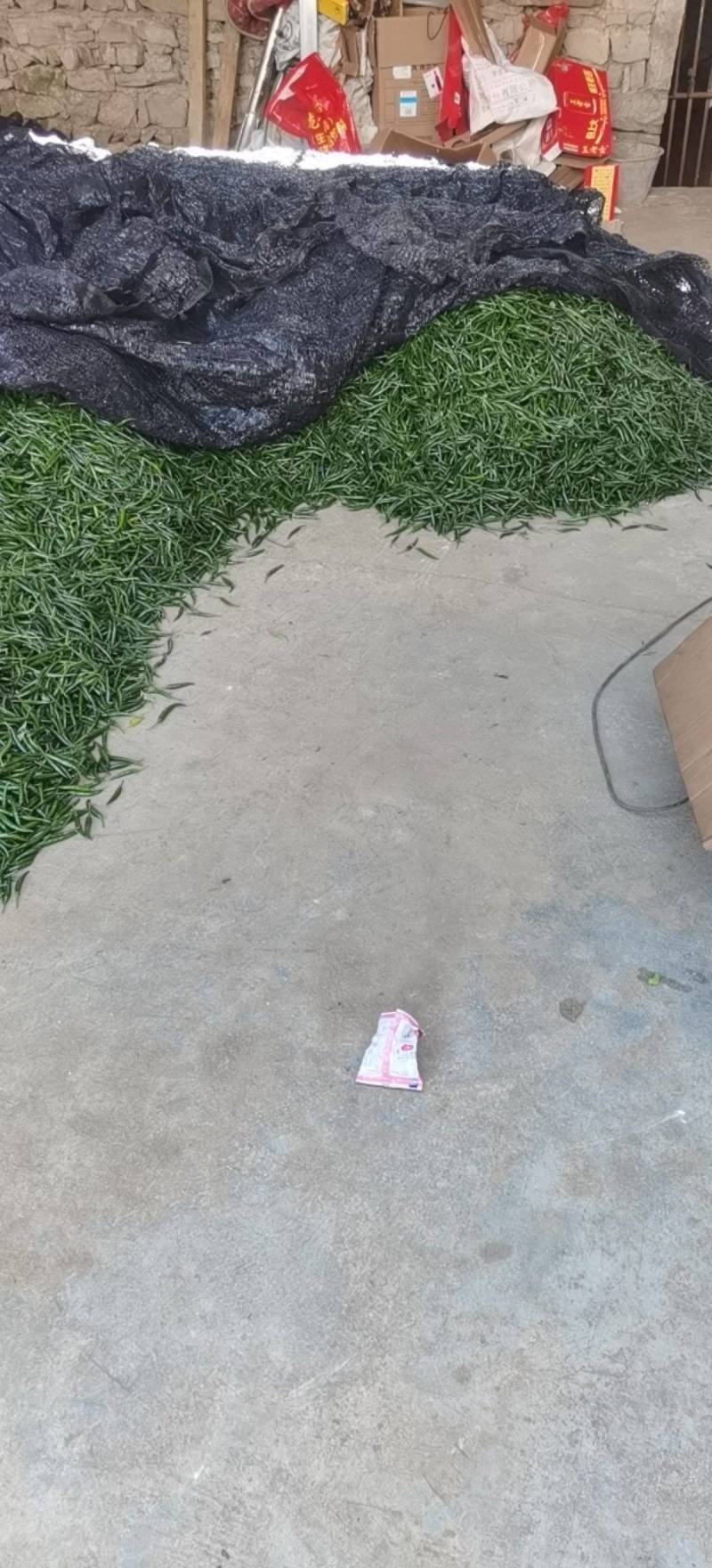 小米椒青辣椒大量上市产地直发对接电商批发商欢迎致电