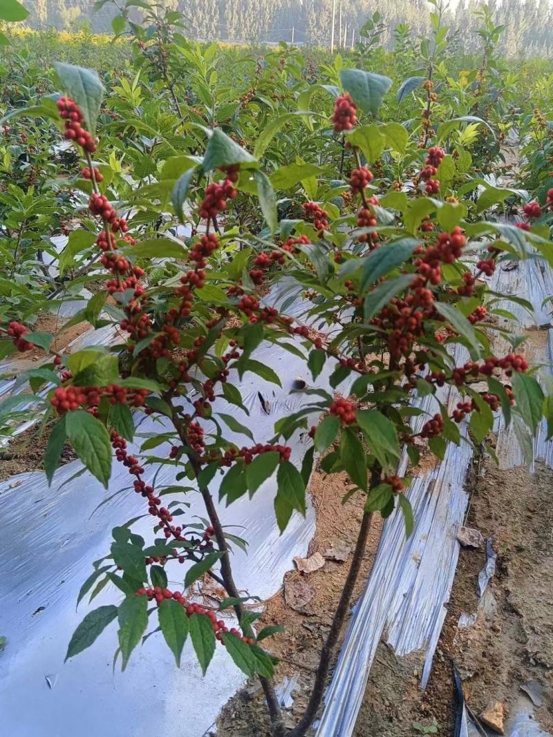北美冬青年宵花卉1一5年苗盆栽地栽杯苗芽苗鲜切枝景观绿化