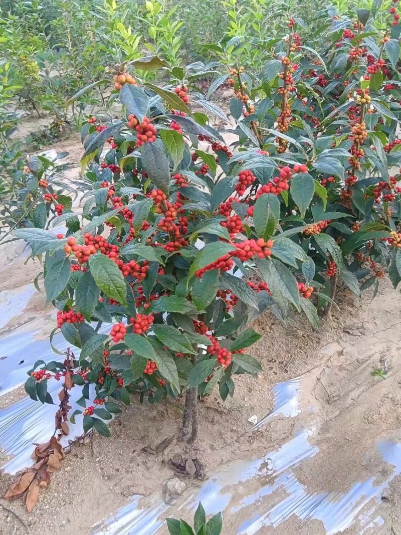 北美冬青年宵花卉1一5年苗盆栽地栽杯苗芽苗鲜切枝景观绿化