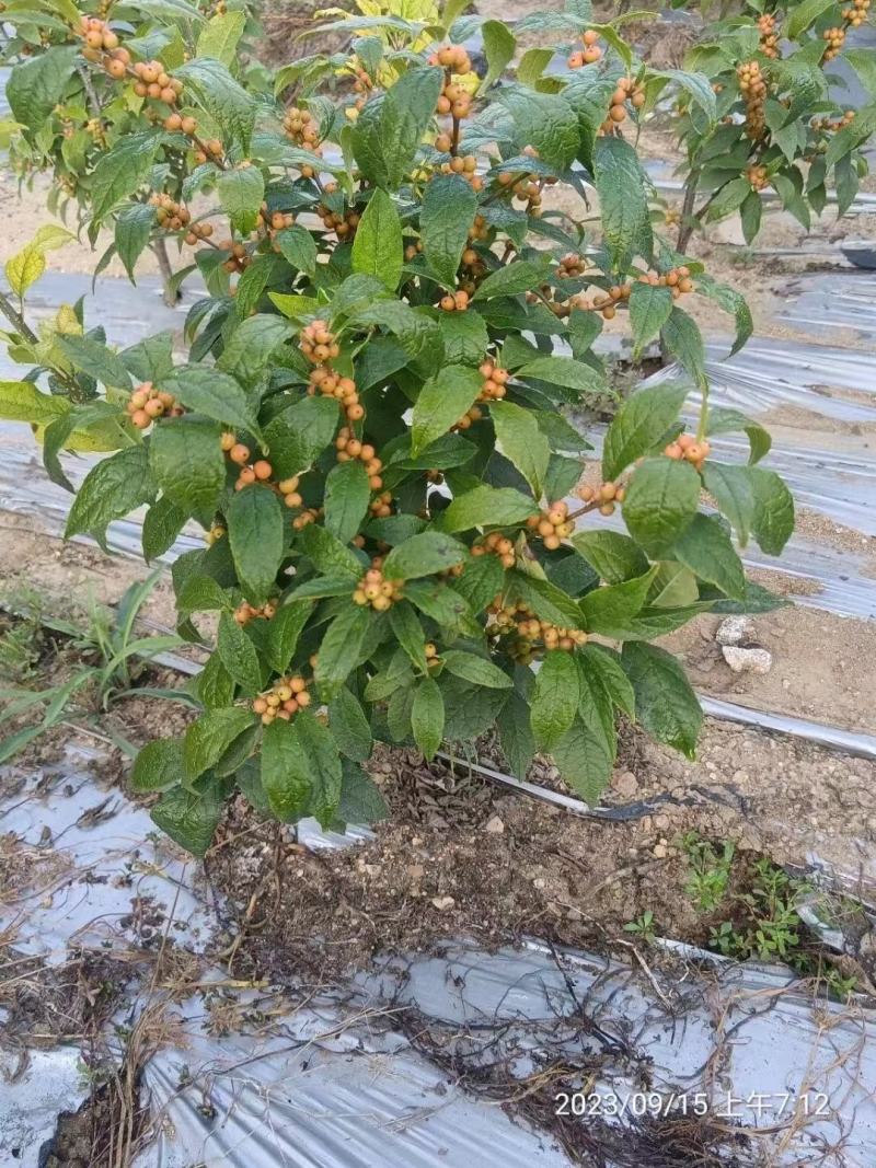 北美冬青年宵花卉1一5年苗盆栽地栽杯苗芽苗鲜切枝景观绿化