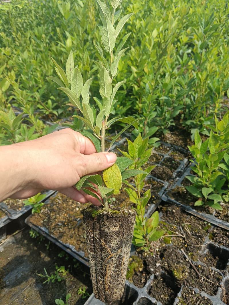 北美冬青年宵花卉1一5年苗盆栽地栽杯苗芽苗鲜切枝景观绿化