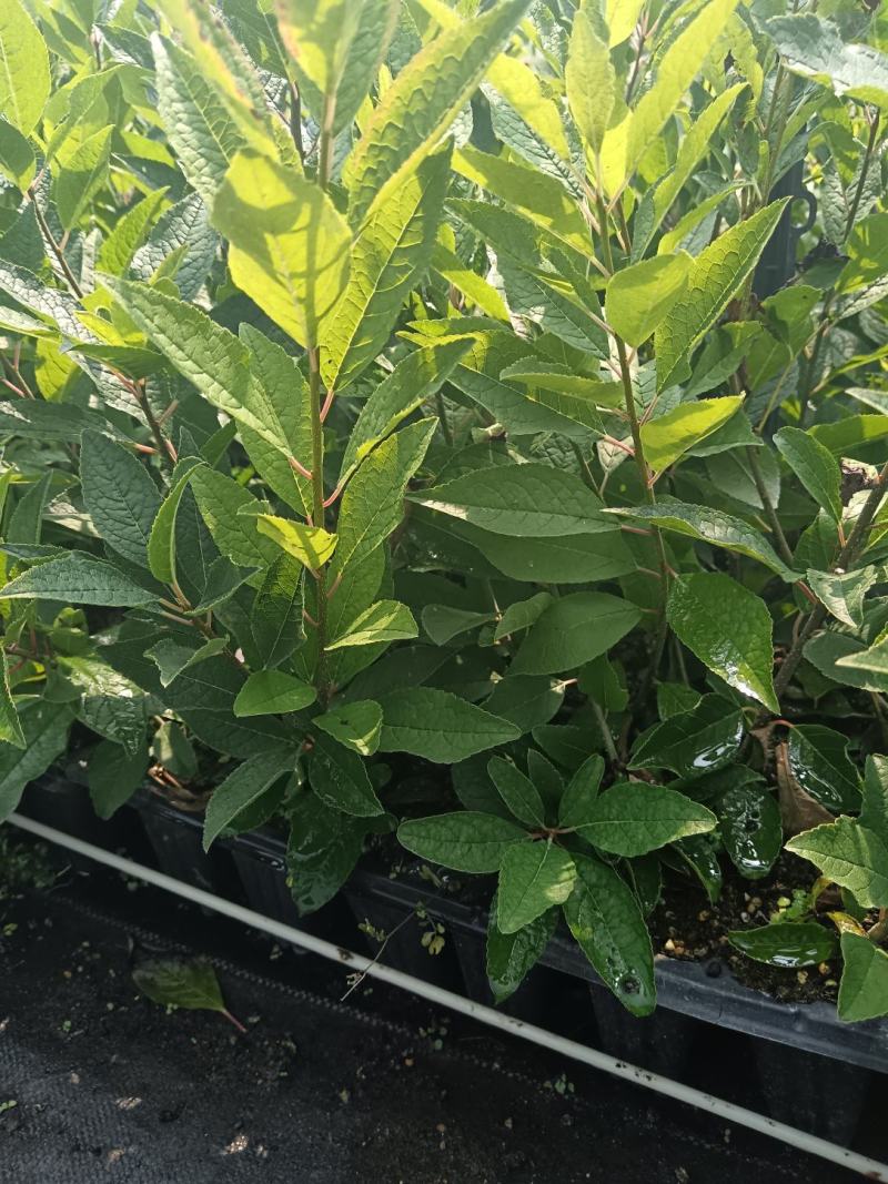 北美冬青年宵花卉1一5年苗盆栽地栽杯苗芽苗鲜切枝景观绿化