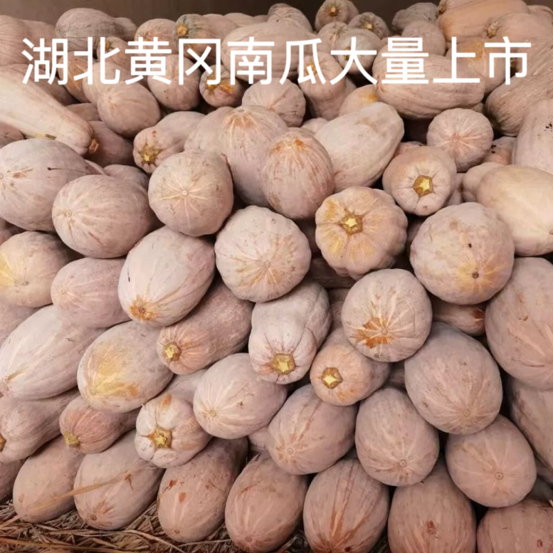 湖北黄冈密本南瓜大量上市中欢迎老板前来看货诚信第一