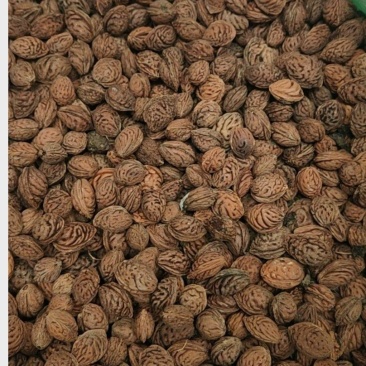 【毛桃核】【山桃核】货量大质量好多年经营保质保量长期供应