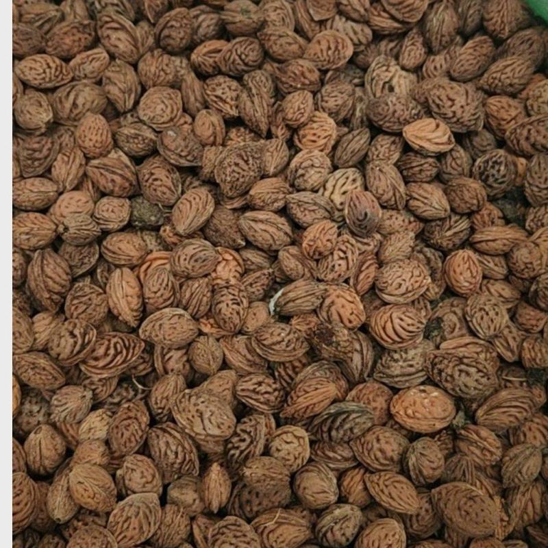 【毛桃核】【山桃核】货量大质量好多年经营保质保量长期供应