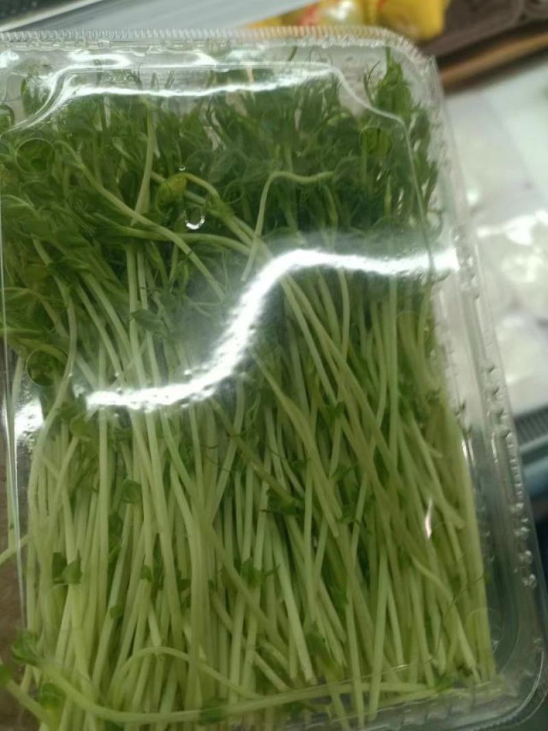 有需要豆芽苗可以联系批发价10元一斤
