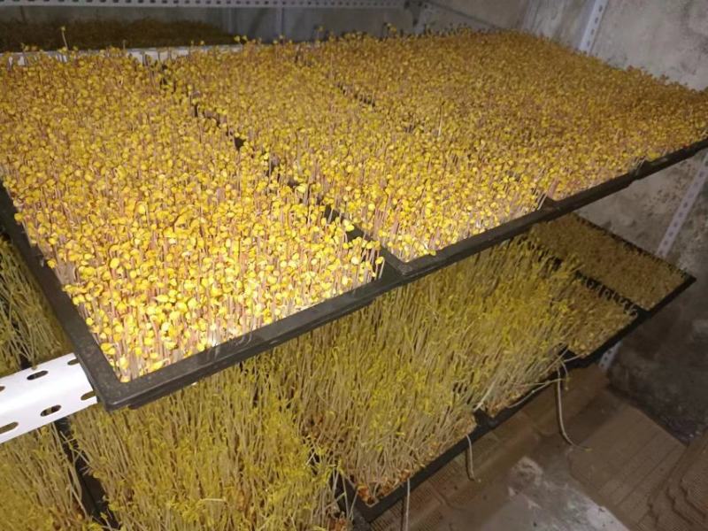 有需要豆芽苗可以联系批发价10元一斤