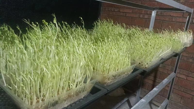 有需要豆芽苗可以联系批发价10元一斤
