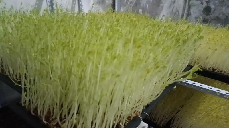 有需要豆芽苗可以联系批发价10元一斤