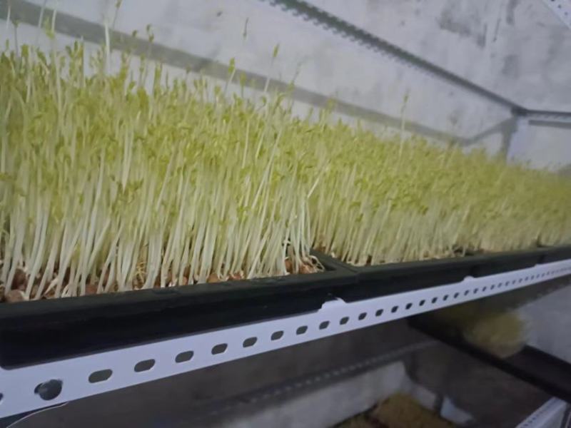 有需要豆芽苗可以联系批发价10元一斤