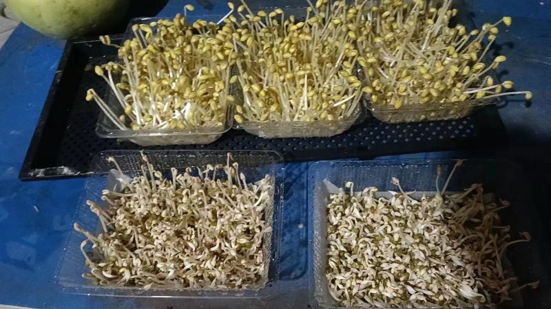 有需要豆芽苗可以联系批发价10元一斤