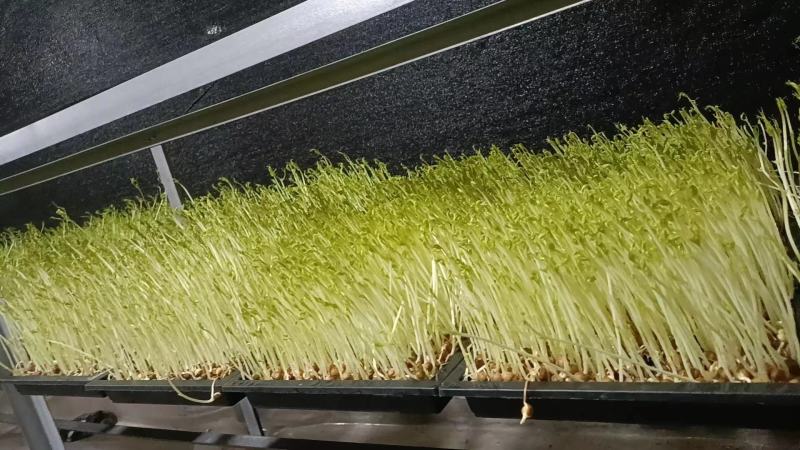 有需要豆芽苗可以联系批发价10元一斤
