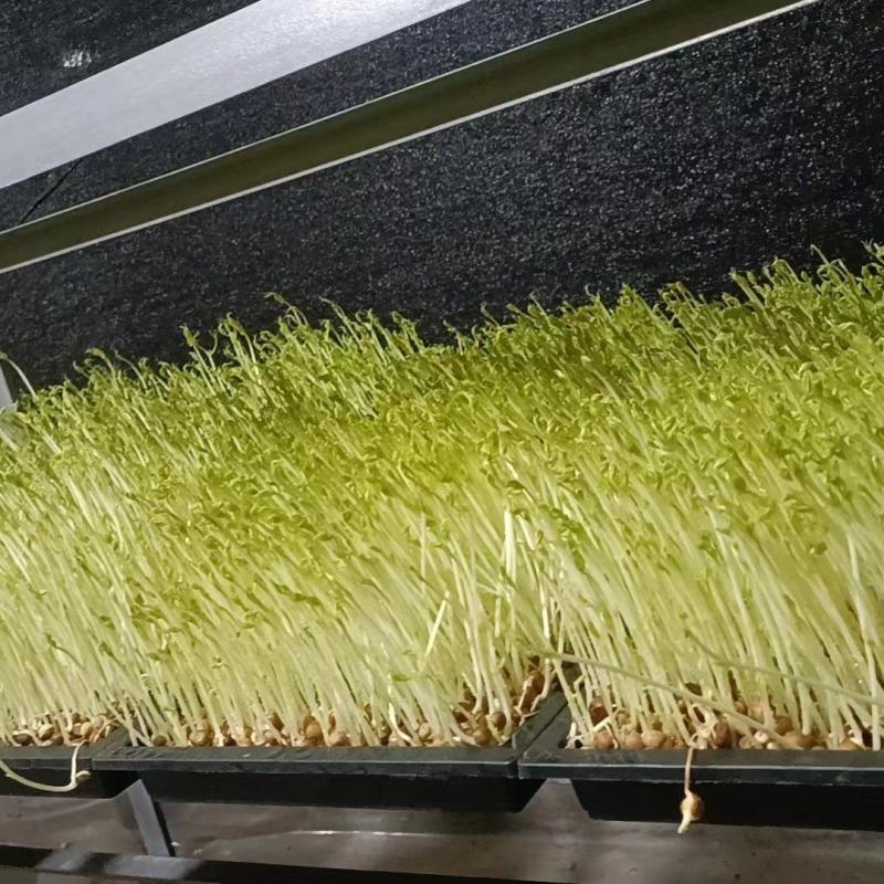 有需要豆芽苗可以联系批发价10元一斤