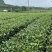精品英德红茶红茶产地直发品质保证量大从优欢迎联系