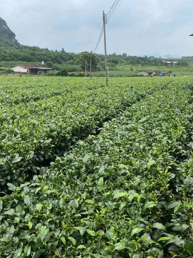 精品英德红茶红茶产地直发品质保证量大从优欢迎联系
