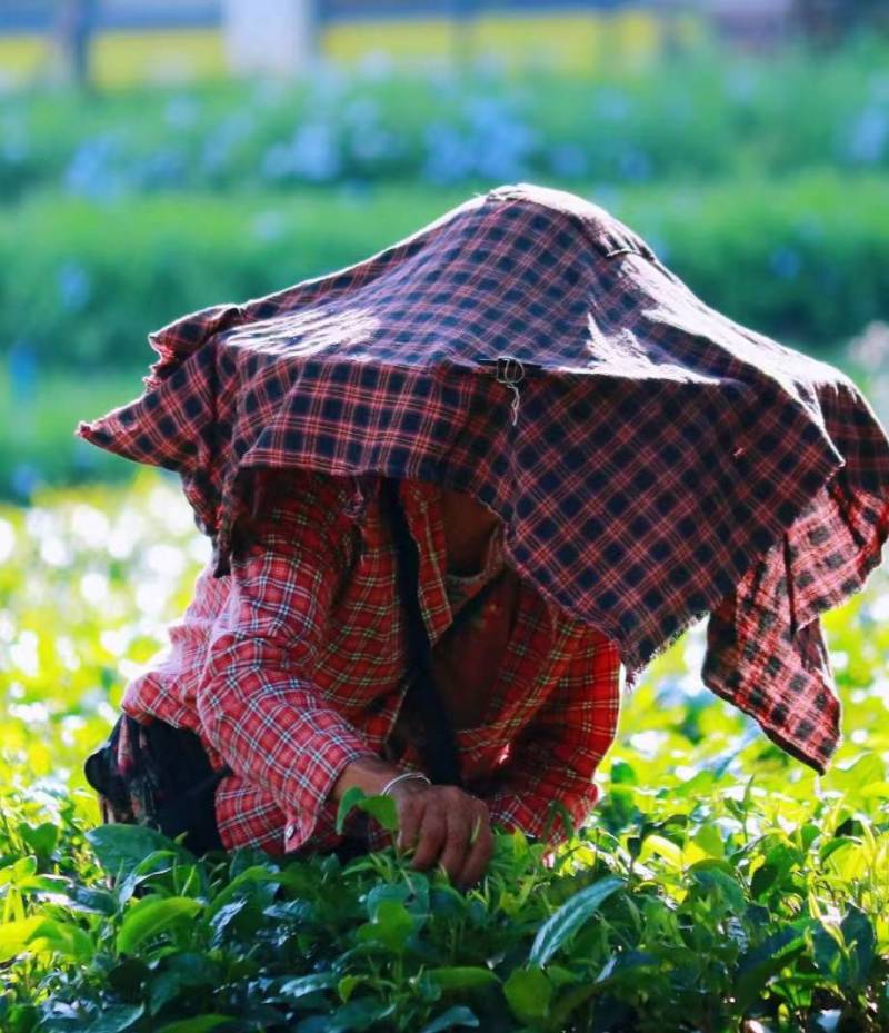 精品英德红茶红茶产地直发品质保证量大从优欢迎联系