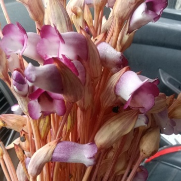 野菰，官英花