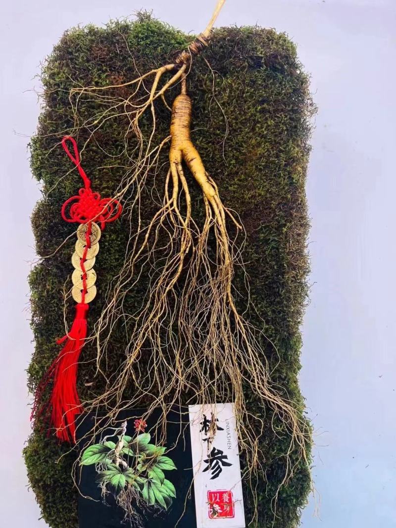 长白山林下参，新鲜人参大量批发