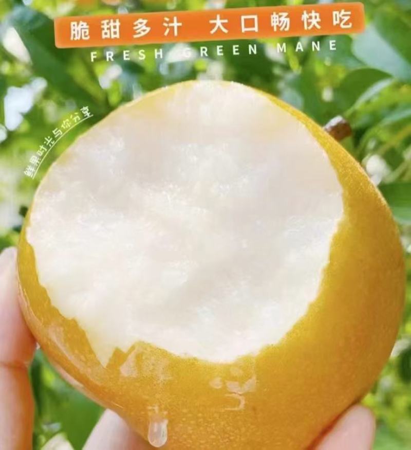 魏村韩黄梨